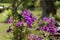 Brazilian Spider Flower in the forest.