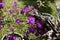 Brazilian Spider Flower in the forest.