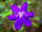 Brazilian Spider Flower , Violet flower in the garden