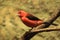 Brazilian tanager