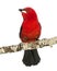 Brazilian Tanager perched on a branch - Ramphocelus bresilius