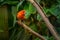 A Brazilian Tanager sitting on a branch