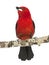 Brazilian Tanager tweeting perched on a branch - Ramphocelus bresilius