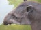 Brazilian tapir