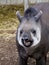 Brazilian Tapir with a big smile