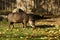 Brazilian Tapir on green grass