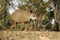 Brazilian tapir, Tapirus terrestris,