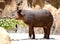 Brazilian tapir, Tapirus terrestris south