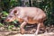 Brazilian Tapir Walking