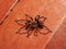 The Brazilian Tarantula or Theraphosidae photographed on a wooden floor.