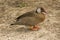 Brazilian teal, Brazilian duck Amazonetta brasiliensis.