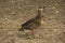 Brazilian teal, Brazilian duck Amazonetta brasiliensis.