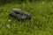 A Brazilian `Teiu` or `Tegu` lizard on the grass.