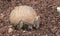 Brazilian three-banded armadillo (Tolypeutes tricinctus)