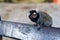 Brazilian titi monkey Callithrix jacchus in the forest of Brazil