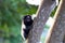 Brazilian titi monkey Callithrix jacchus in the forest of Brazil