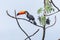 Brazilian toucan bird of the Cerrado Mineiro