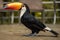 Brazilian toucan bird in natural habitat