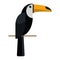 Brazilian toucan bird nature