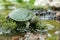 Brazilian turtle or black-bellied slider or Trachemys dorbigni