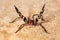 Brazilian wandering spider - danger poisonous Phoneutria Ctenidae