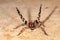 Brazilian wandering spider - danger poisonous Phoneutria Ctenidae