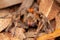 Brazilian wandering spider - danger poisonous Phoneutria Ctenidae