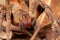 Brazilian wandering spider - danger poisonous Phoneutria Ctenidae