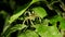 The Brazilian Wandering Spider in the leaves in the Tambopata natural reserve in Peruvian Amazon