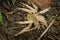 Brazilian wandering spider - Phoneutria boliviensis species of a medically important spider in family Ctenidae, found in Central