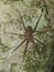 Brazilian wandering spider - Phoneutria keyserlingi Ctenidae