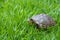 Brazilian water turtle Tigre D`Ã¡gua walking on a green grass, camouflaging