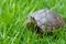 Brazilian water turtle Tigre D`Ã¡gua walking on a green grass, camouflaging