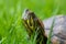 Brazilian water turtle Tigre D`Ã¡gua walking on a green grass, camouflaging