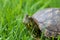 Brazilian water turtle Tigre D`Ã¡gua walking on a green grass, camouflaging