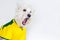 Brazilian west dog screaming at a braziliam team game