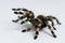 Brazilian whiteknee tarantula. Focus on legs