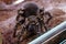 Brazilian whiteknee tarantula spider sits on the ground