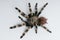 Brazilian whiteknee tarantula. View from top