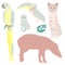 Brazilian wild animals vector illustration. South American tapir, exotic toucan, macaw, wild cat, Finger Monkey Pygmy Marmoset.
