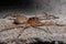 Brazilian Wolf Spider