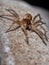 Brazilian Wolf Spider