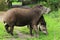 Brazilians tapirs