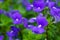 Brazilina snapdragon, Blue Hawaii flower