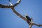 Brazillian bird Suiriri - Tyrannus melancholicus - on branch of tree in sunny day