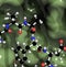 BRCA1 (BReast CAncer type 1 susceptibility, BRCT domain) DNA repair enzyme. Certain mutations in the BRCA1 gene are associated