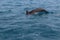 a breaching Atlantic bottlenose dolphin (Tursiops truncatus)