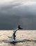 Breaching Great White Shark  in attack. Scientific name: Carcharodon carcharias. South Africa