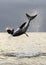 Breaching Great White Shark. Shark attacks the bait.  Scientific name: Carcharodon carcharias. South Africa