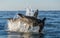 Breaching Great White Shark.  Shark attacks the bait. Scientific name: Carcharodon carcharias. South Africa